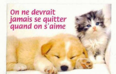 chien chat